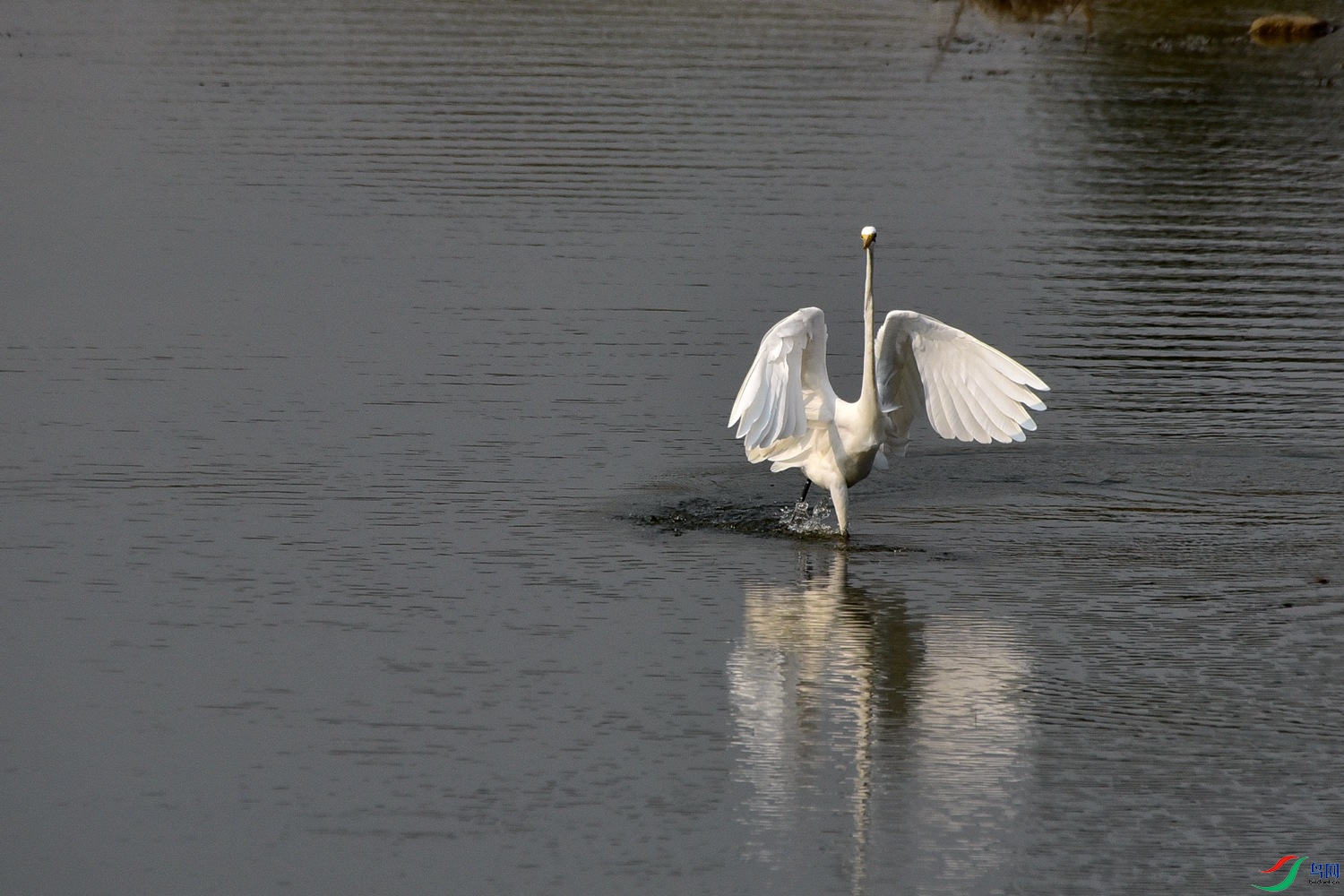 DSC_4207.JPG