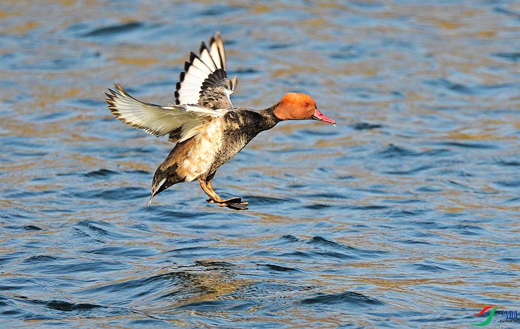 DSC_4966.JPG