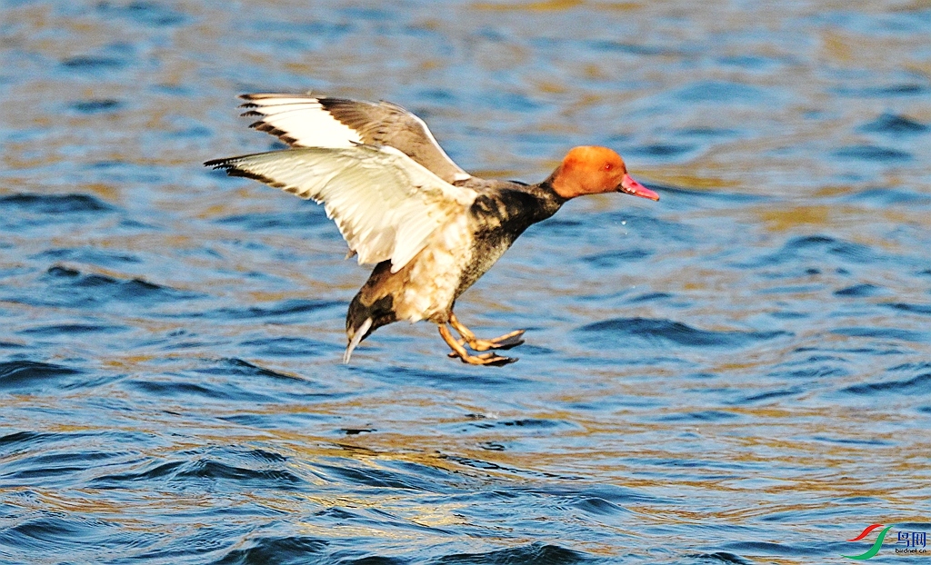 DSC_4967.JPG