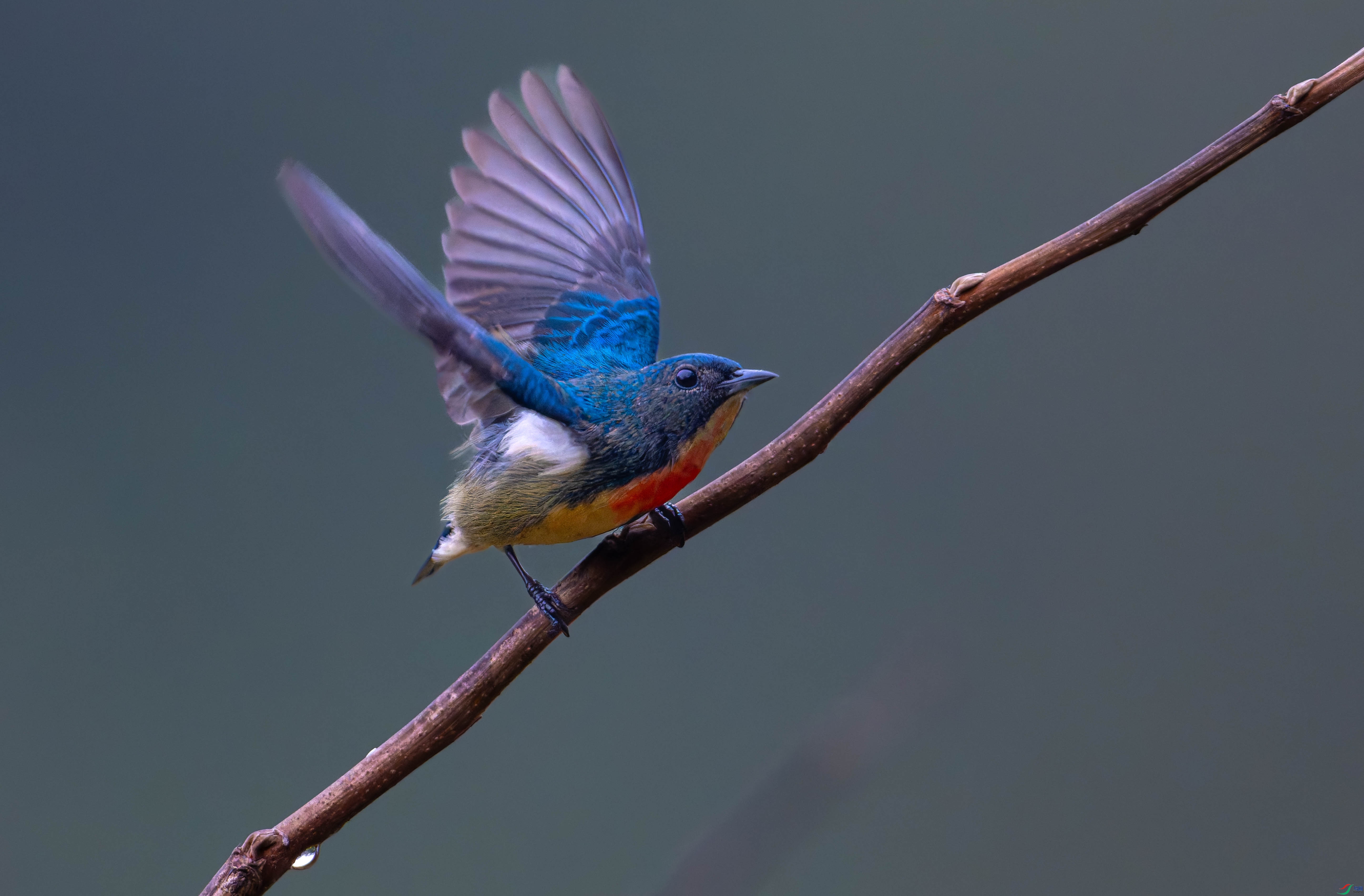 DSC_6171-DxO_DeepPRIME XD2s-2.jpg