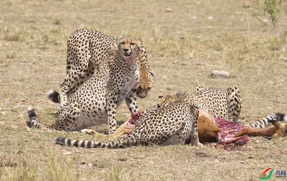 ���ޡ� ��ʨ��.jpg