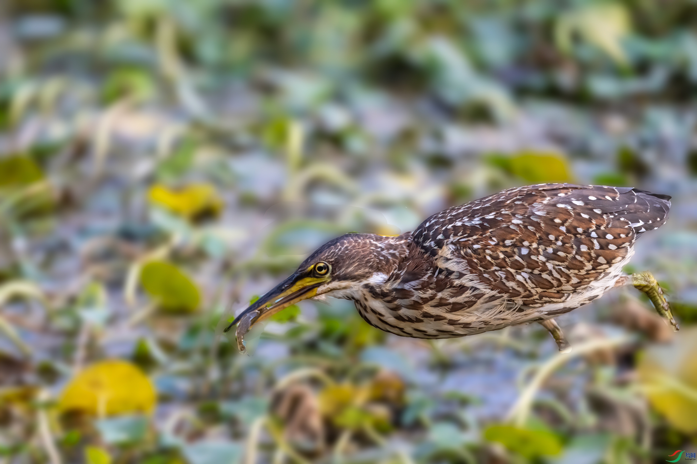 DSC_1035-11.jpg