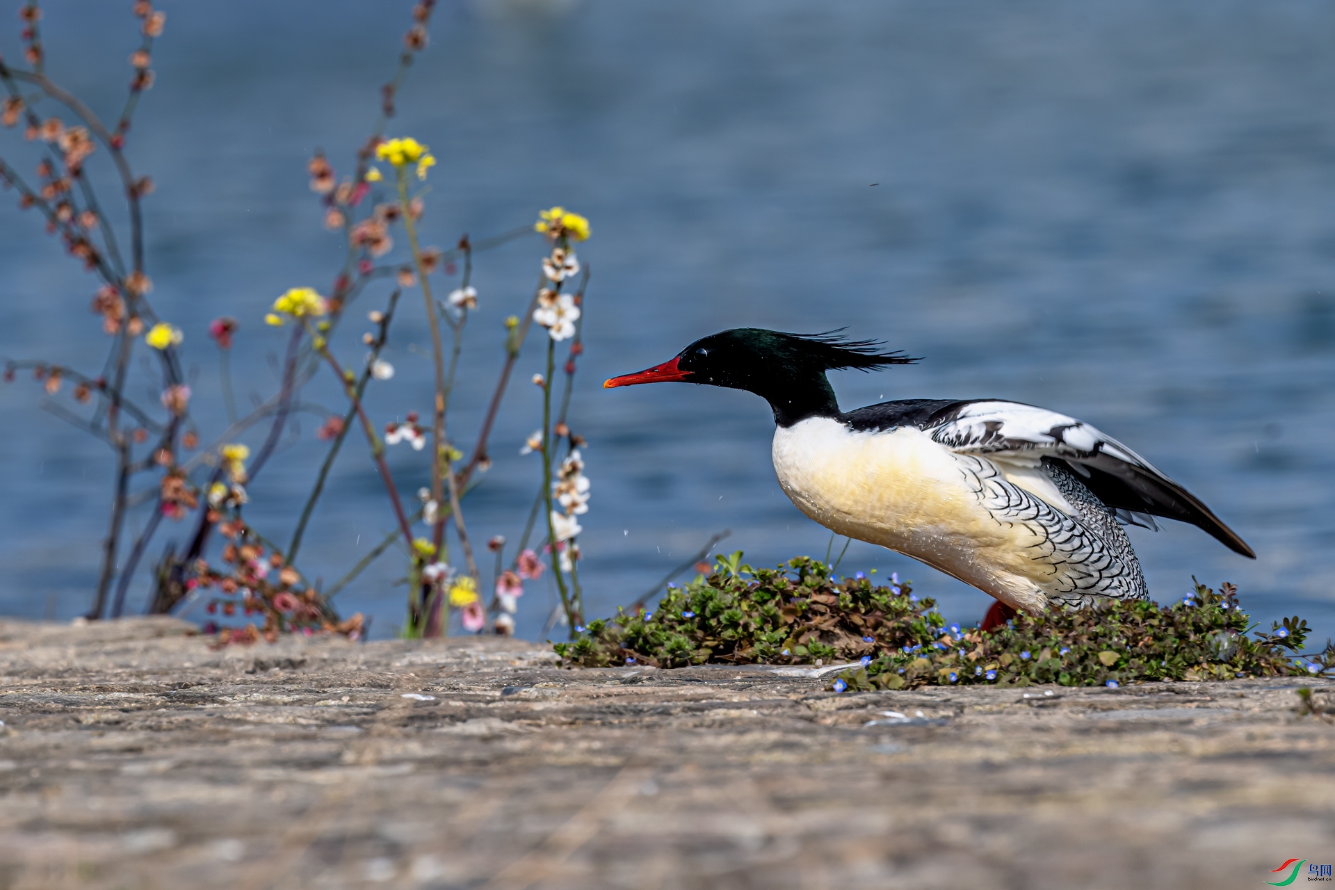 DSC_0630-11.jpg