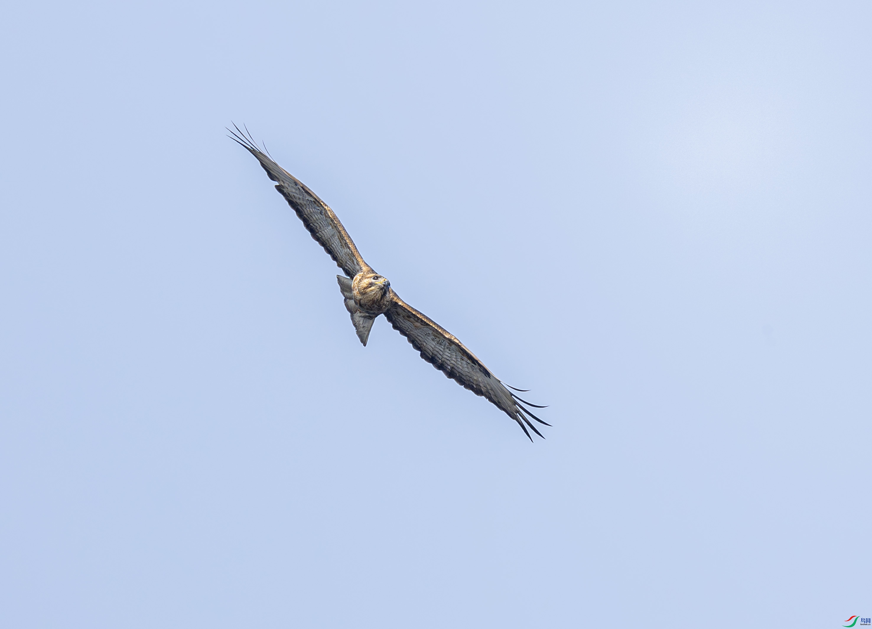 G47A3184-����ǿ-NR ����-1.jpg