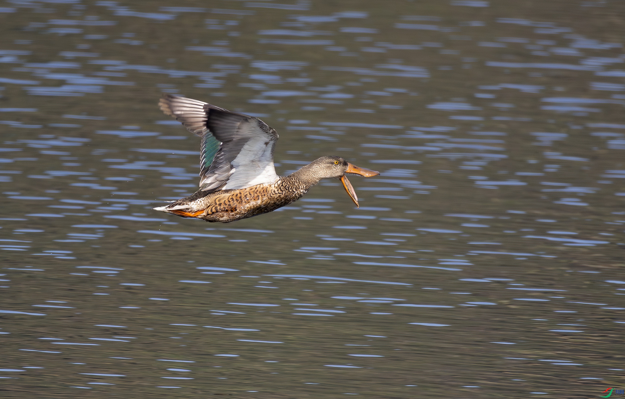 G47A3340-����ǿ-NR ����.jpg