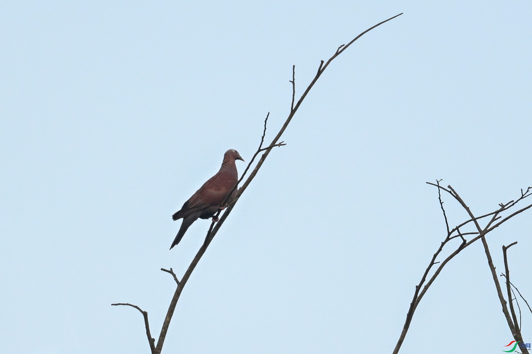 DSC_6003.JPG