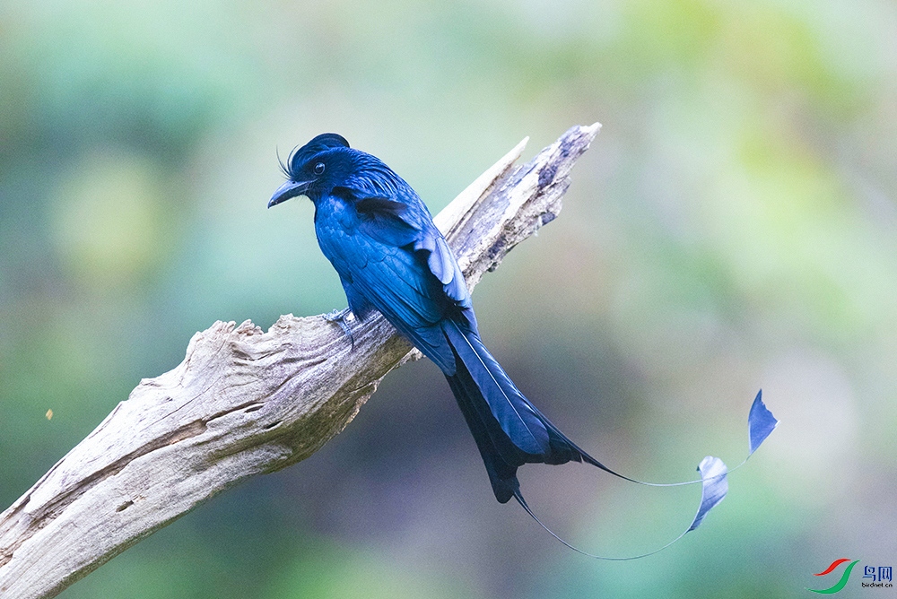 ����β (2).jpg