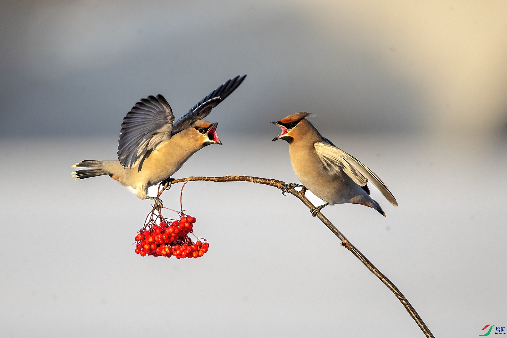 AW4I0530 ����.jpg