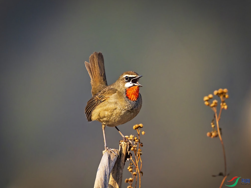 _B3A1033������-���� ����.jpg