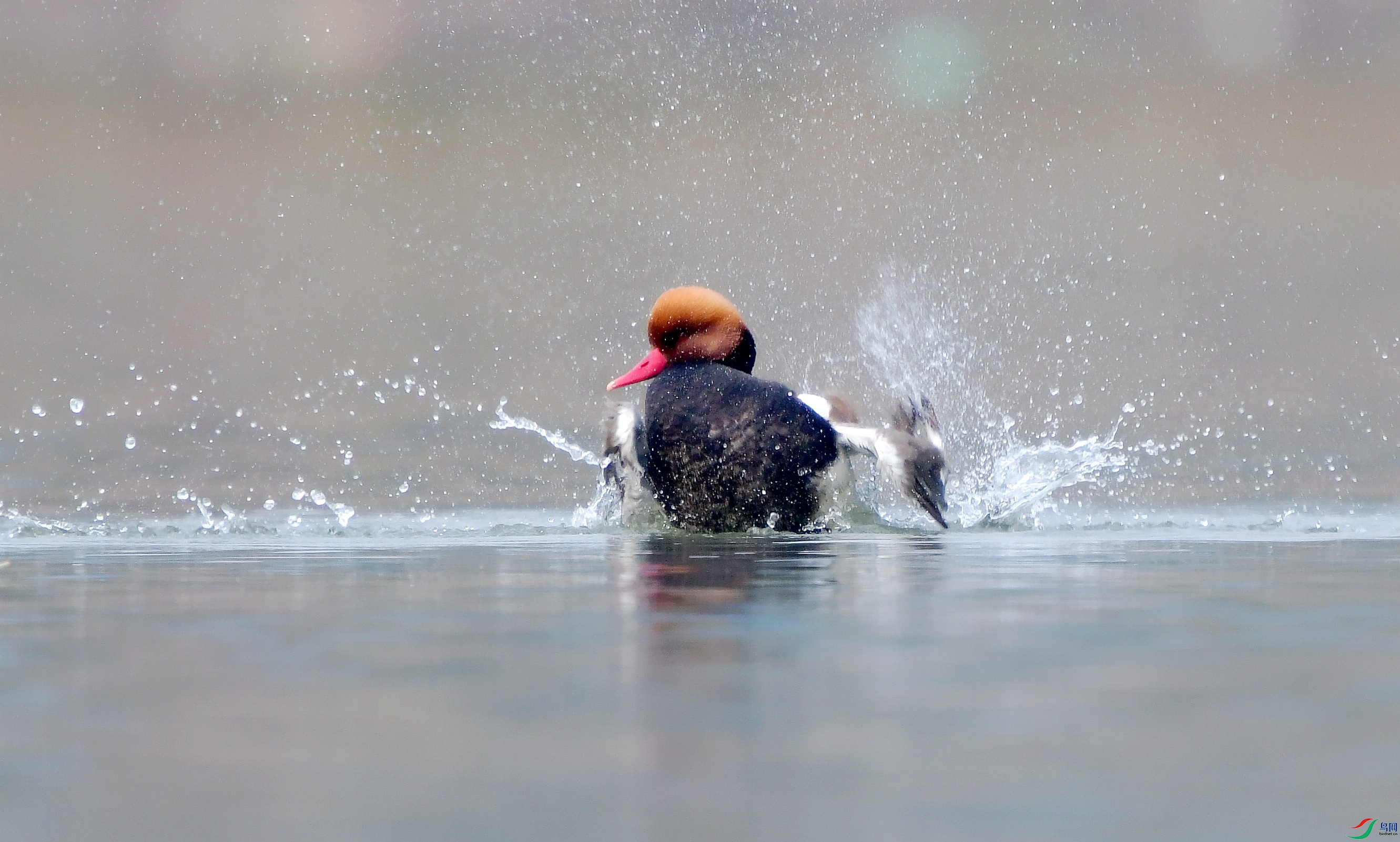 DSC_0892_conew2.jpg