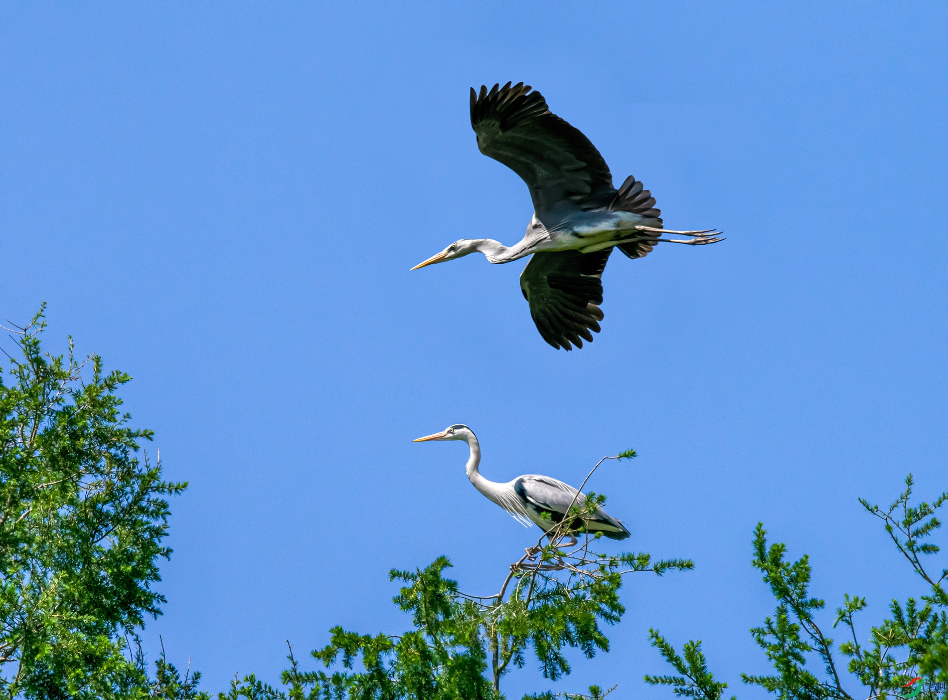 DSC_0332 ����.jpg