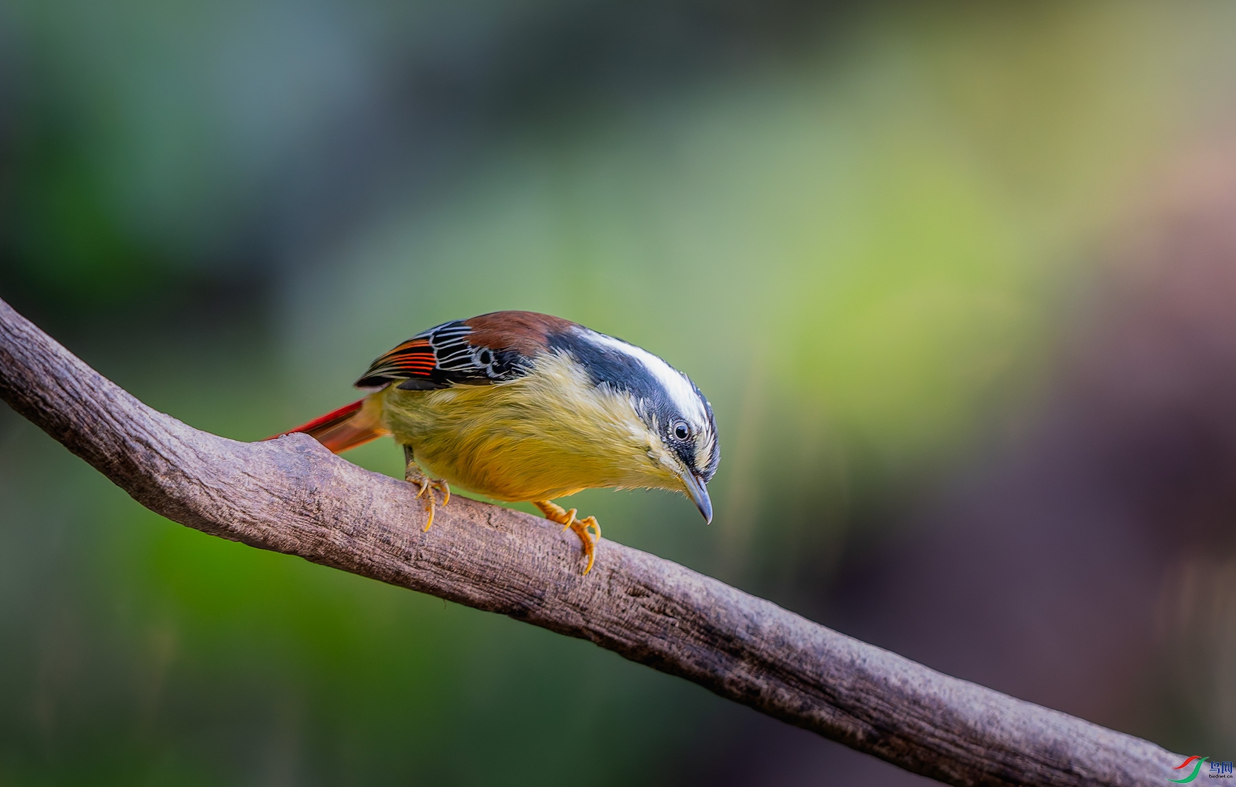 DSC_7555.jpg