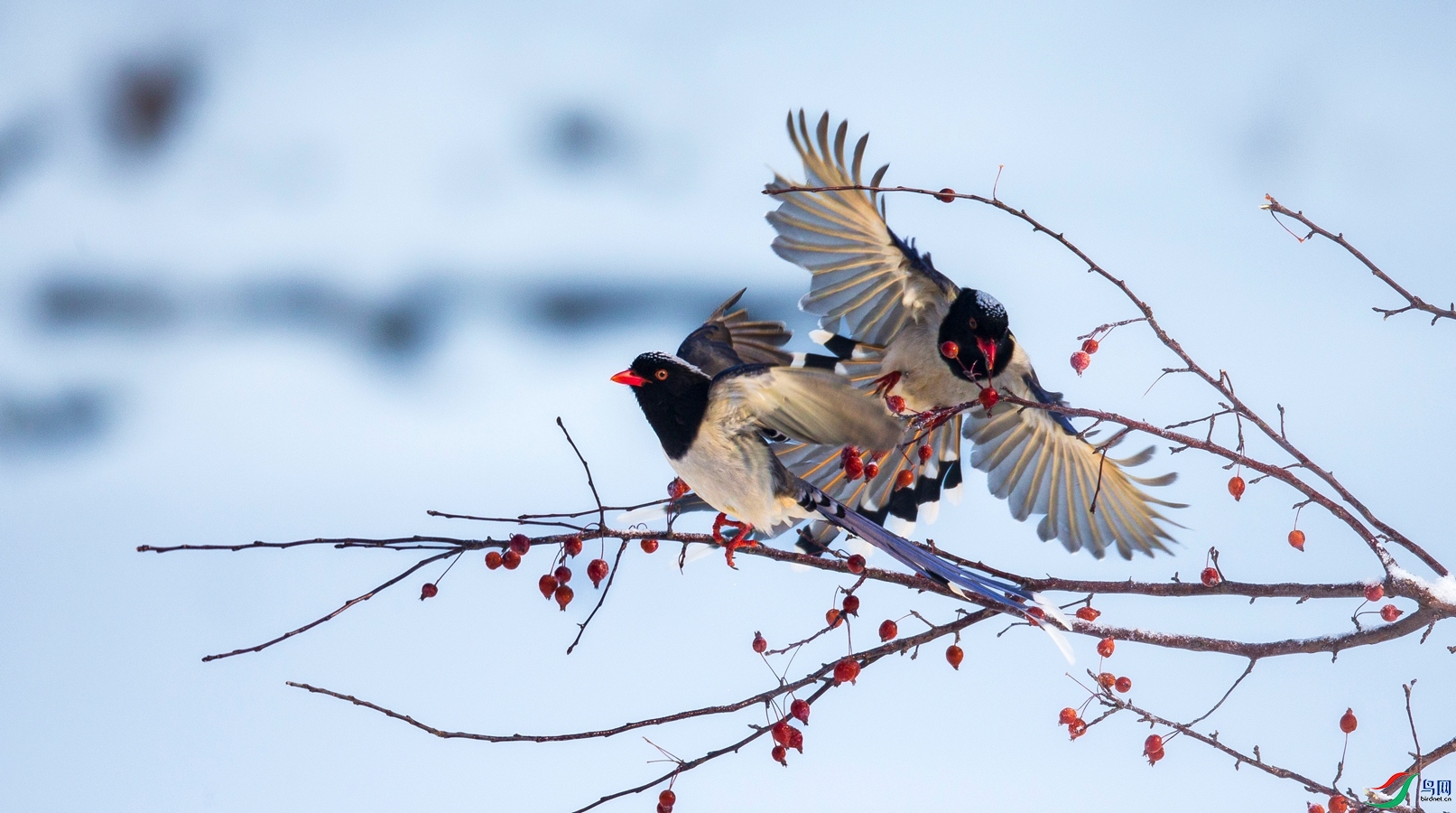 AM8P5133 ����_����.jpg