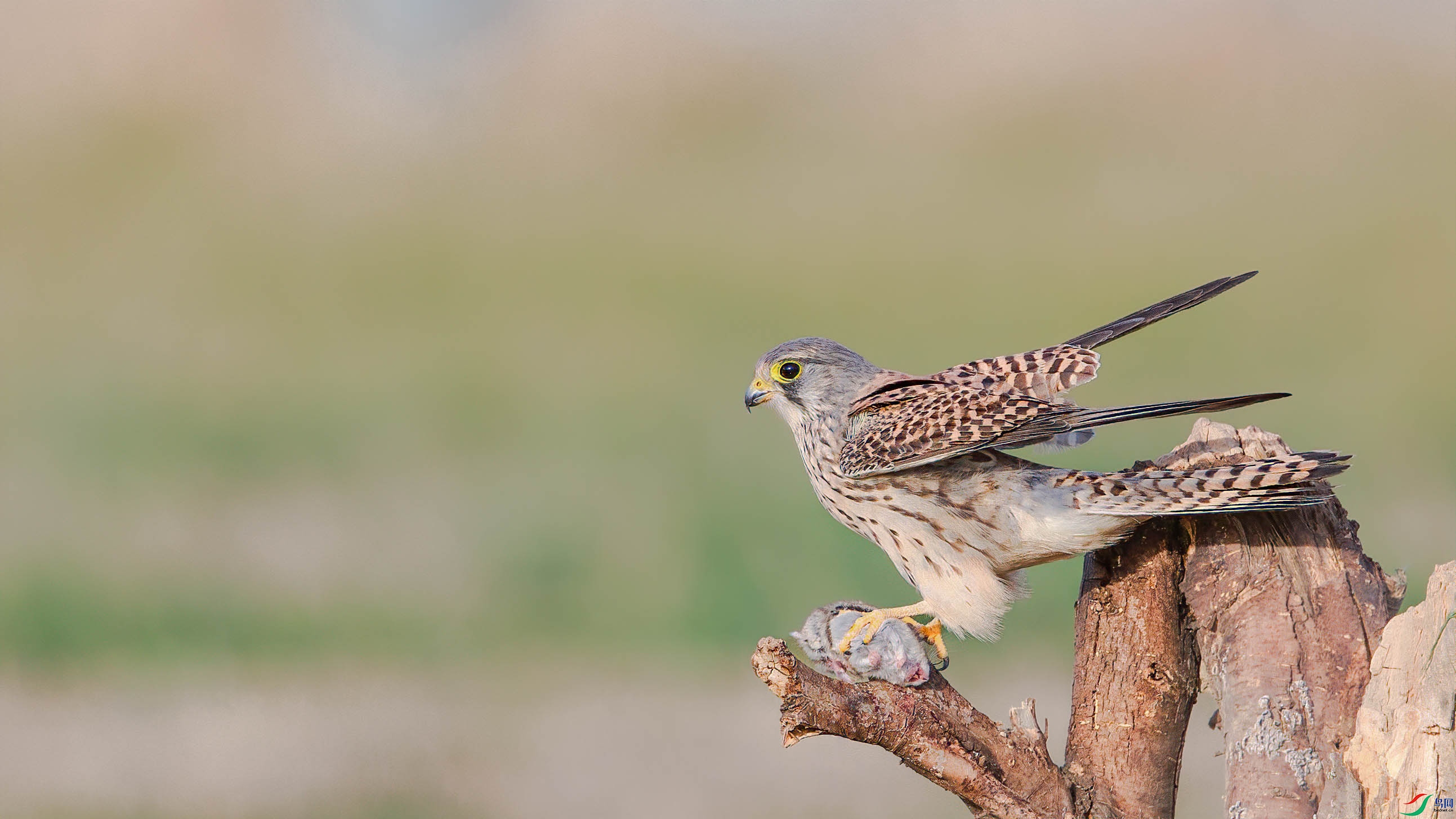 AQ4P2453-1.jpg