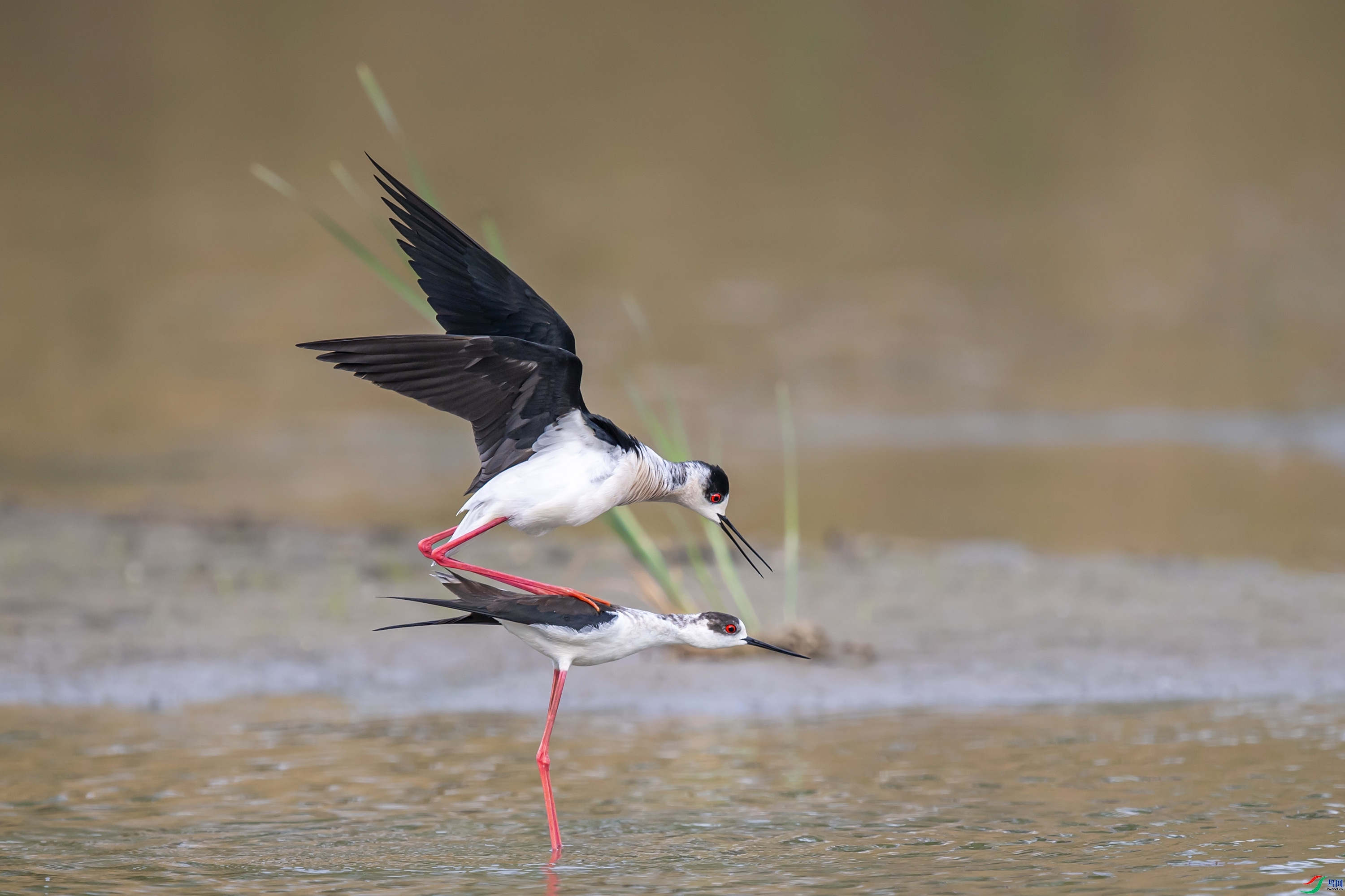 1.8 ����1183��ʦ��Ʒ  ����  �ٻ�2026��1��8����Ӱʦ��ҳ����.jpg