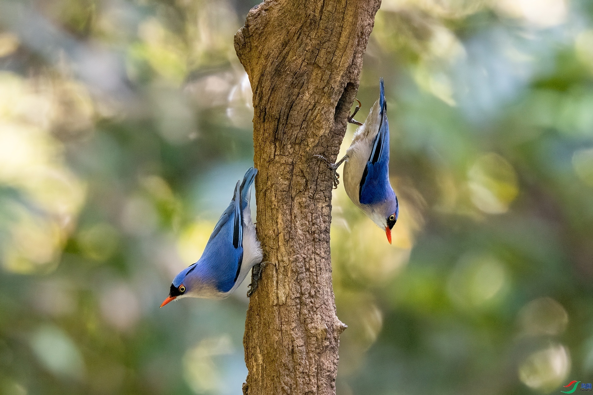 1.14 һֻҶ��ʦ��Ʒ  �޶��[  �ٻ�2026��1��14�ջ�Ա��ҳ����.jpg