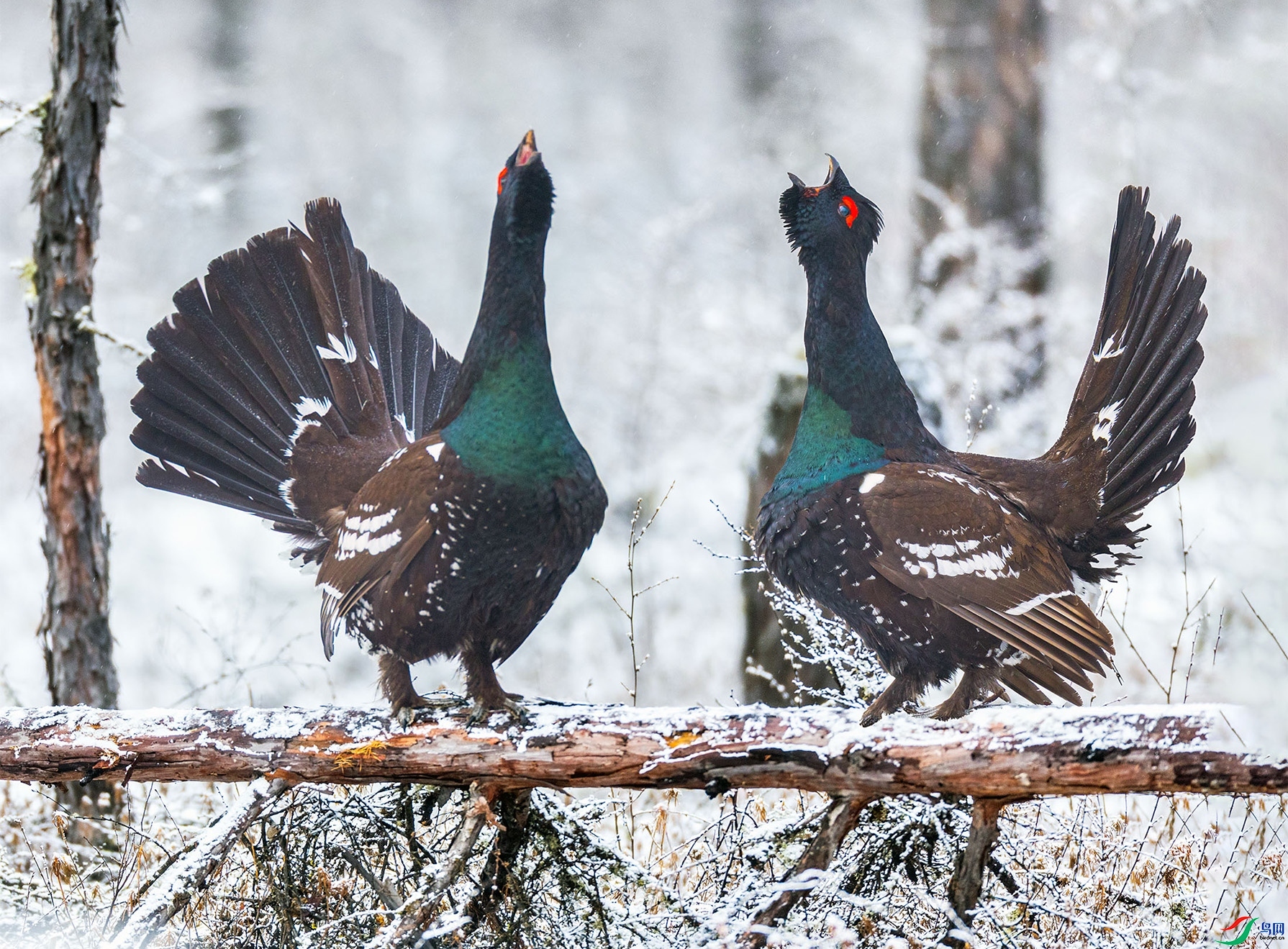 1.15 ��ɽ����ʦ��Ʒ  ����  �ٻ�2026��1��15����Ӱʦ��ҳ����.jpg