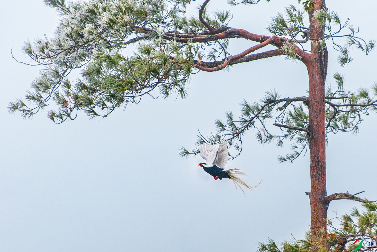 ����-----���ɰ�ѩ��������