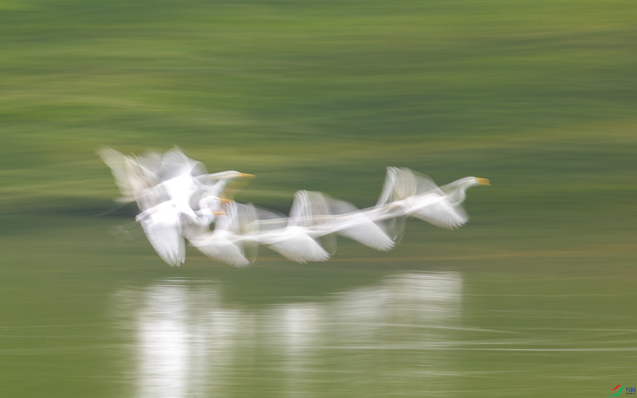 A15I4440-����ǿ-NR ����.jpg