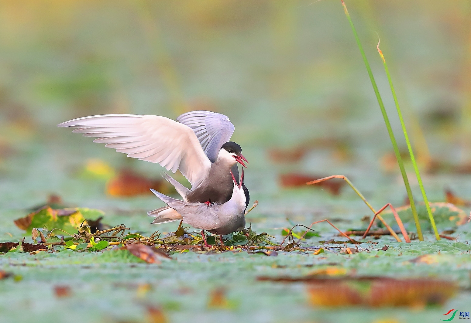 B12I3623 ����ѣ.JPG