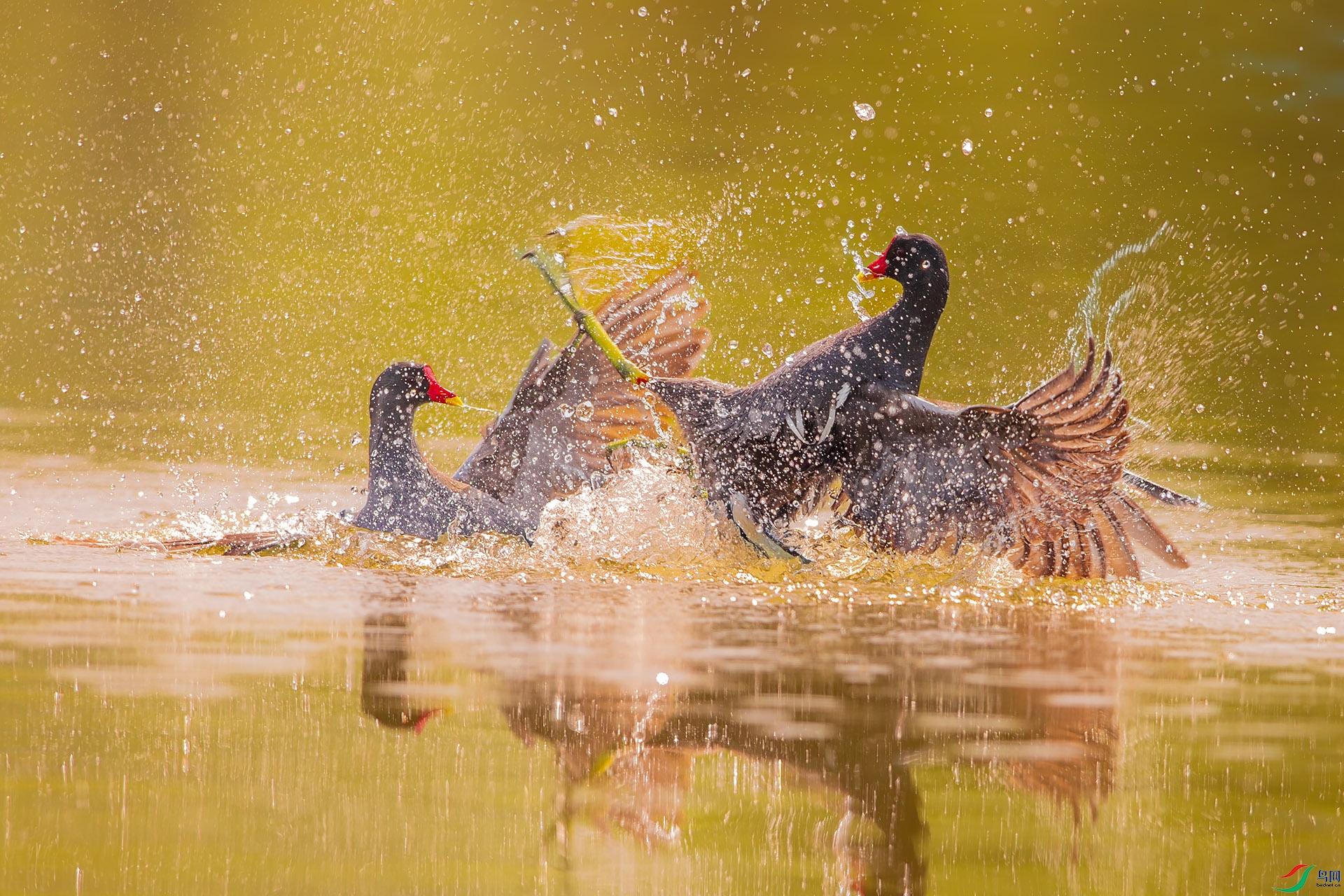 BU3I1474 ����.jpg