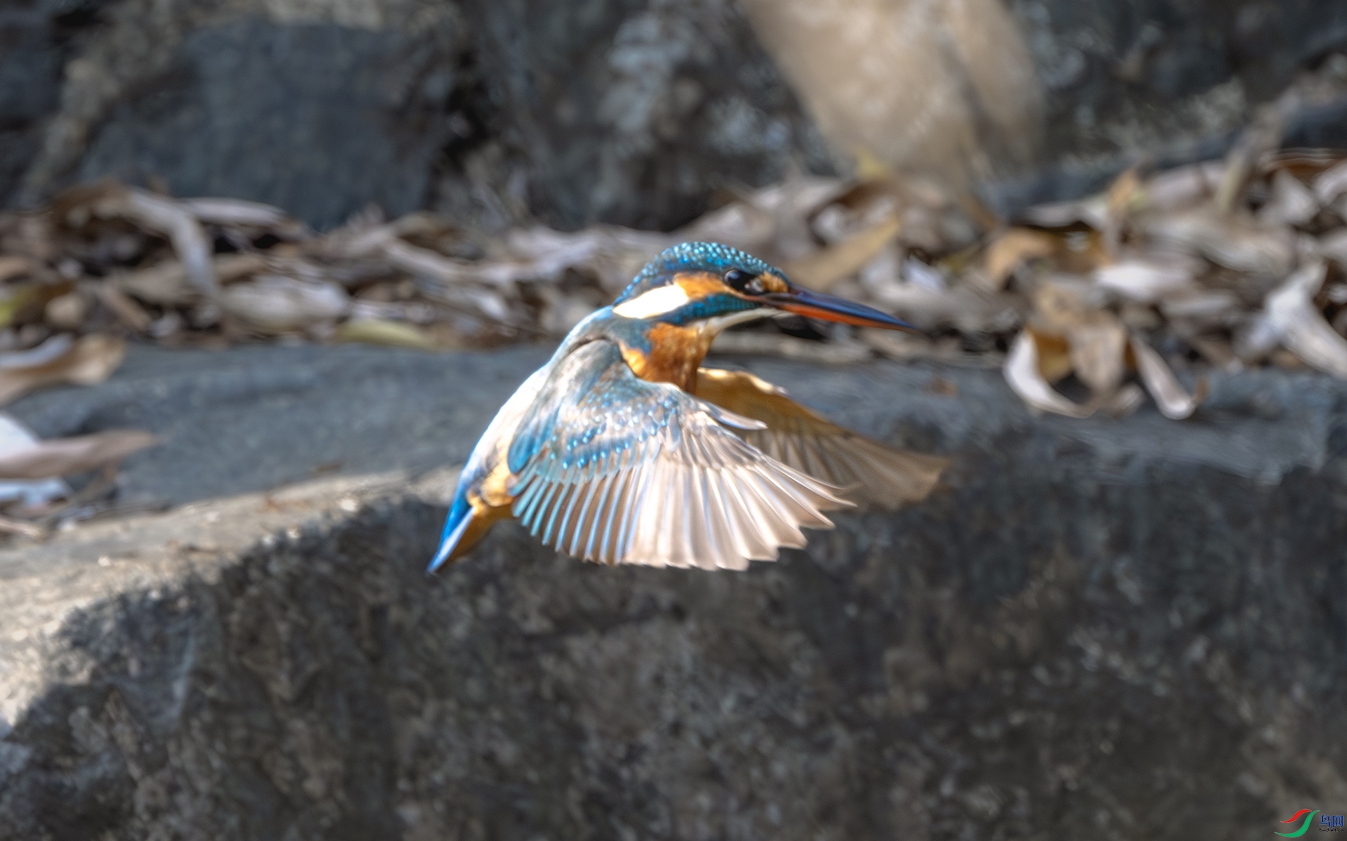 DSC_9095-����ǿ-NR ����.jpg