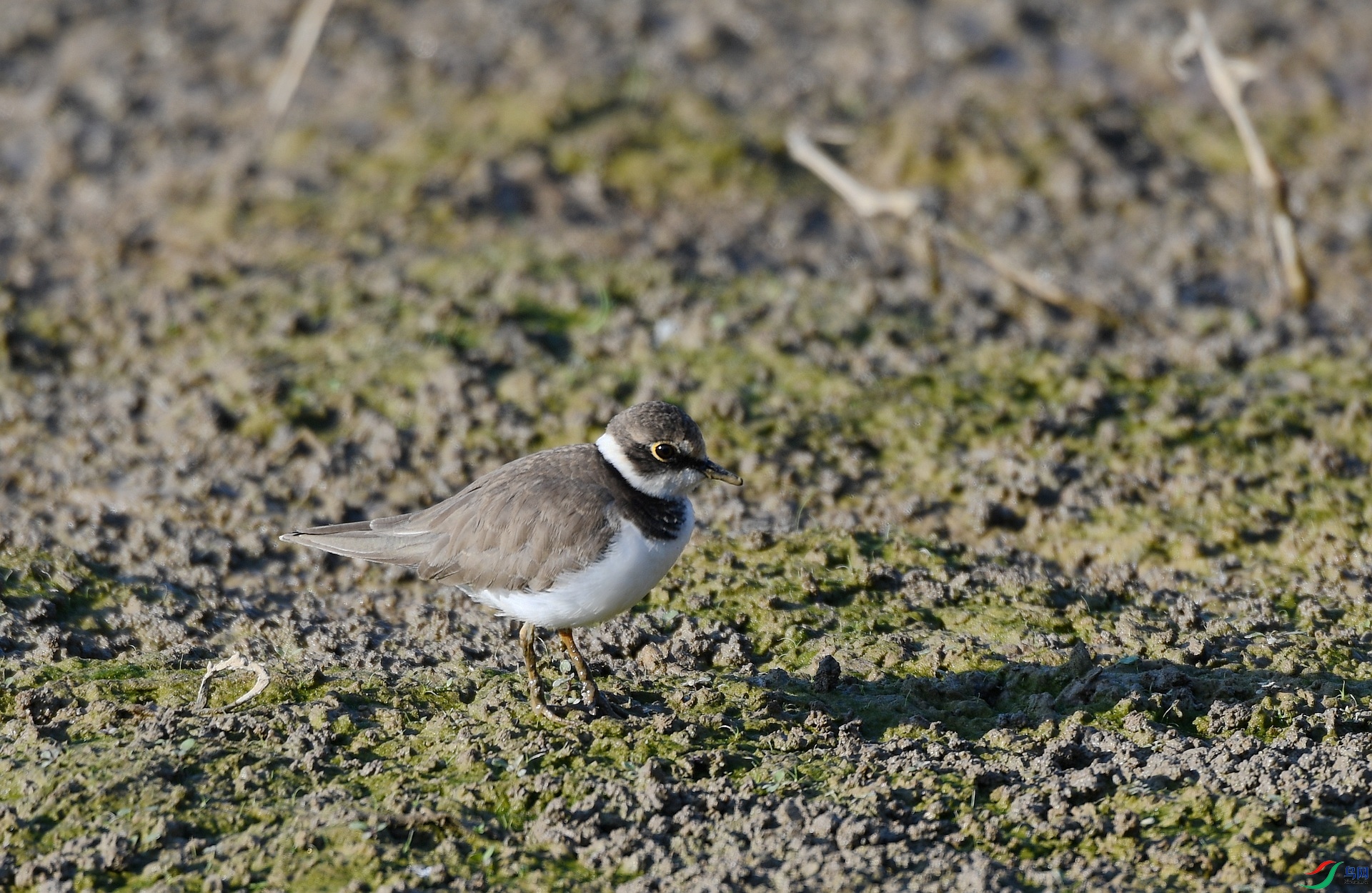 DSC_6226.jpg
