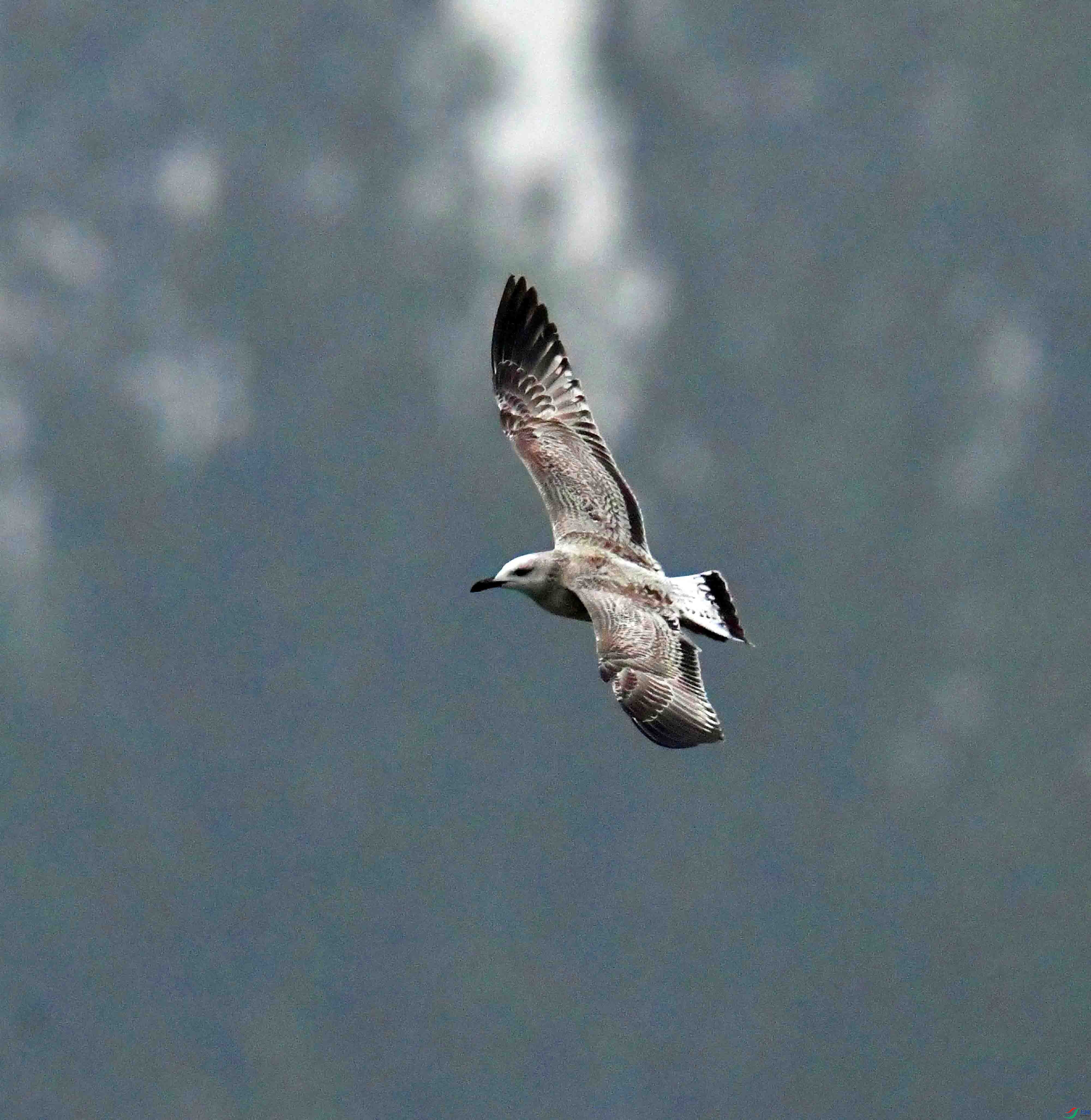 DSC_1173.JPG