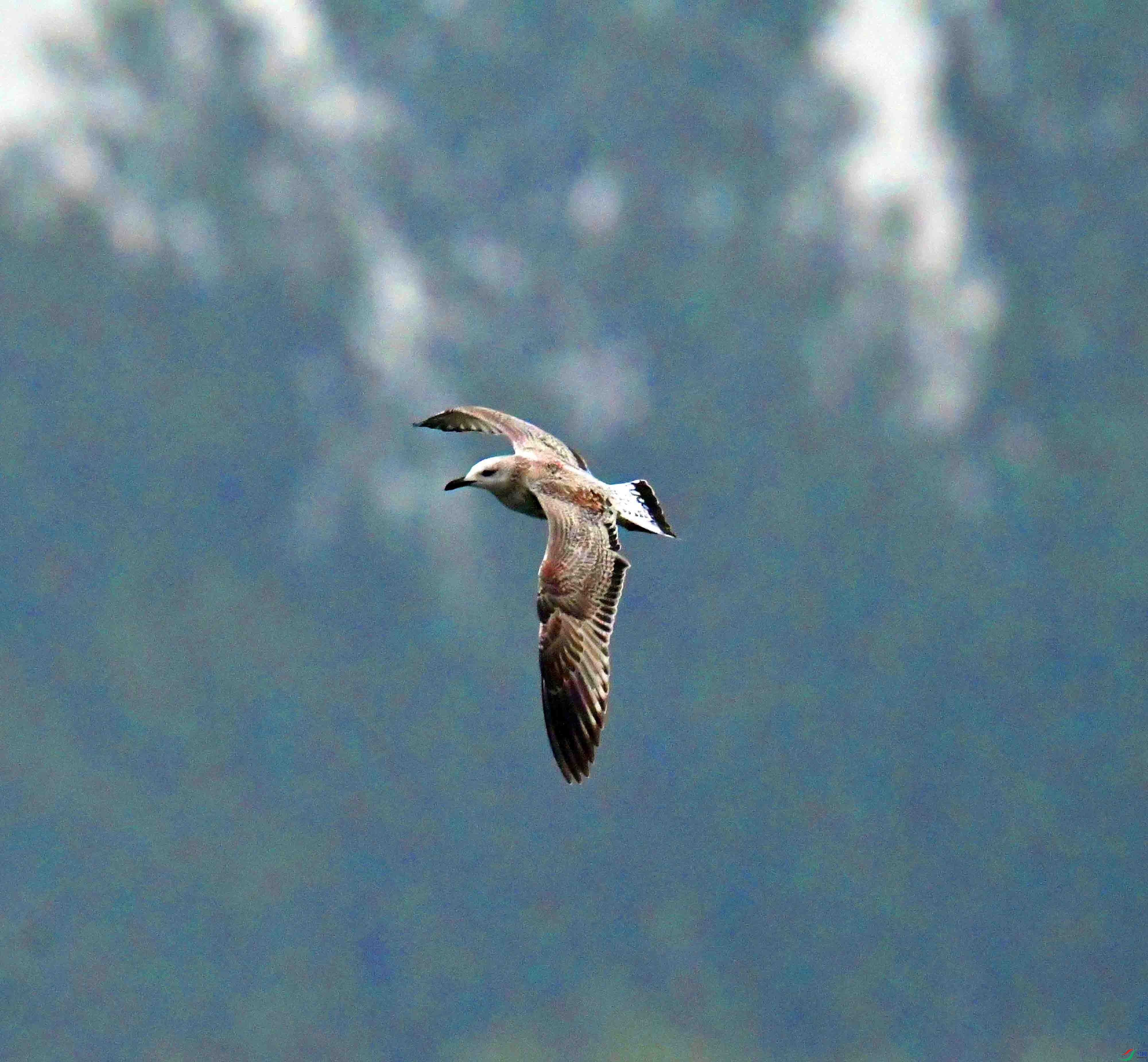 DSC_1174.JPG