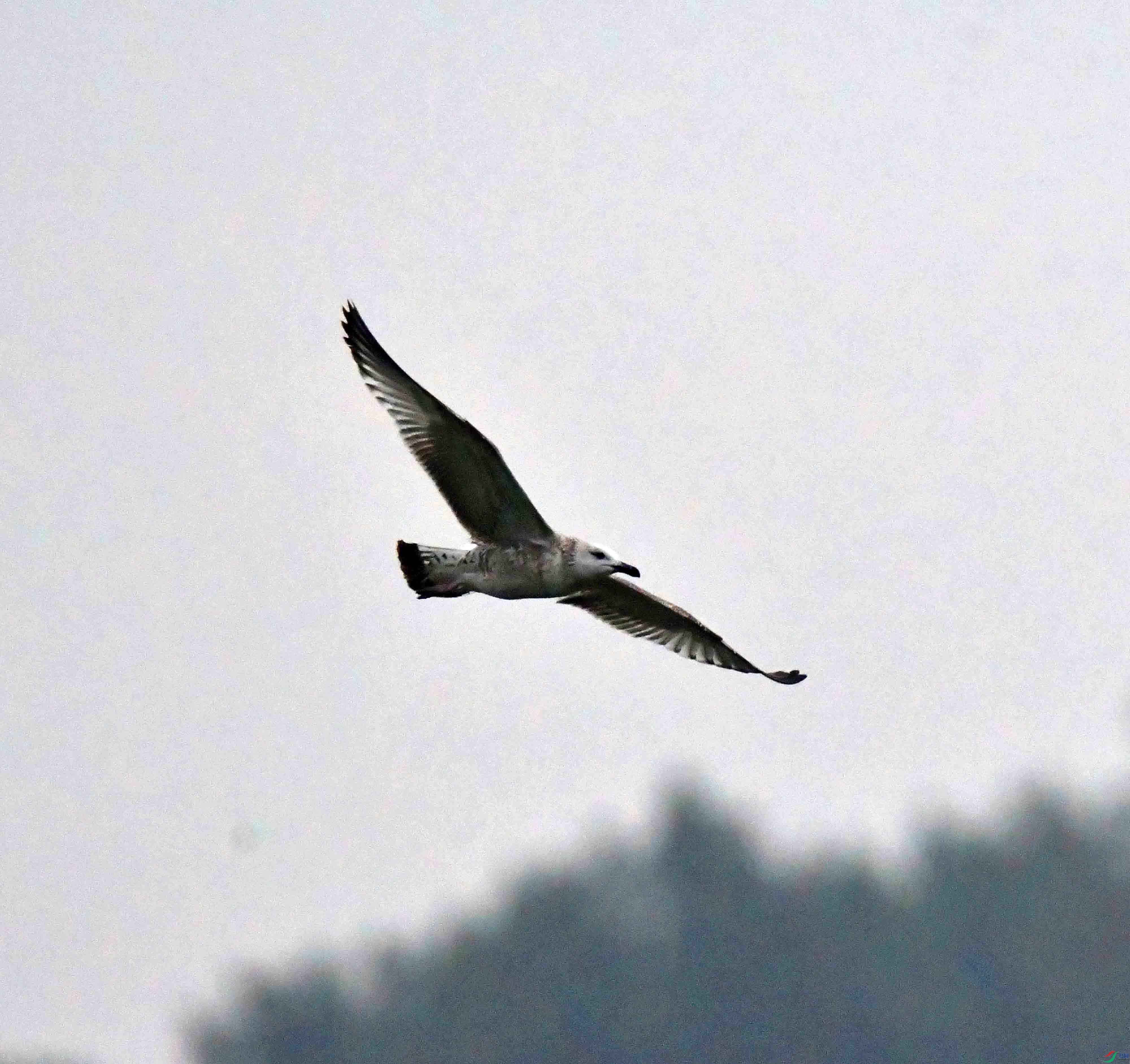 DSC_1178.JPG