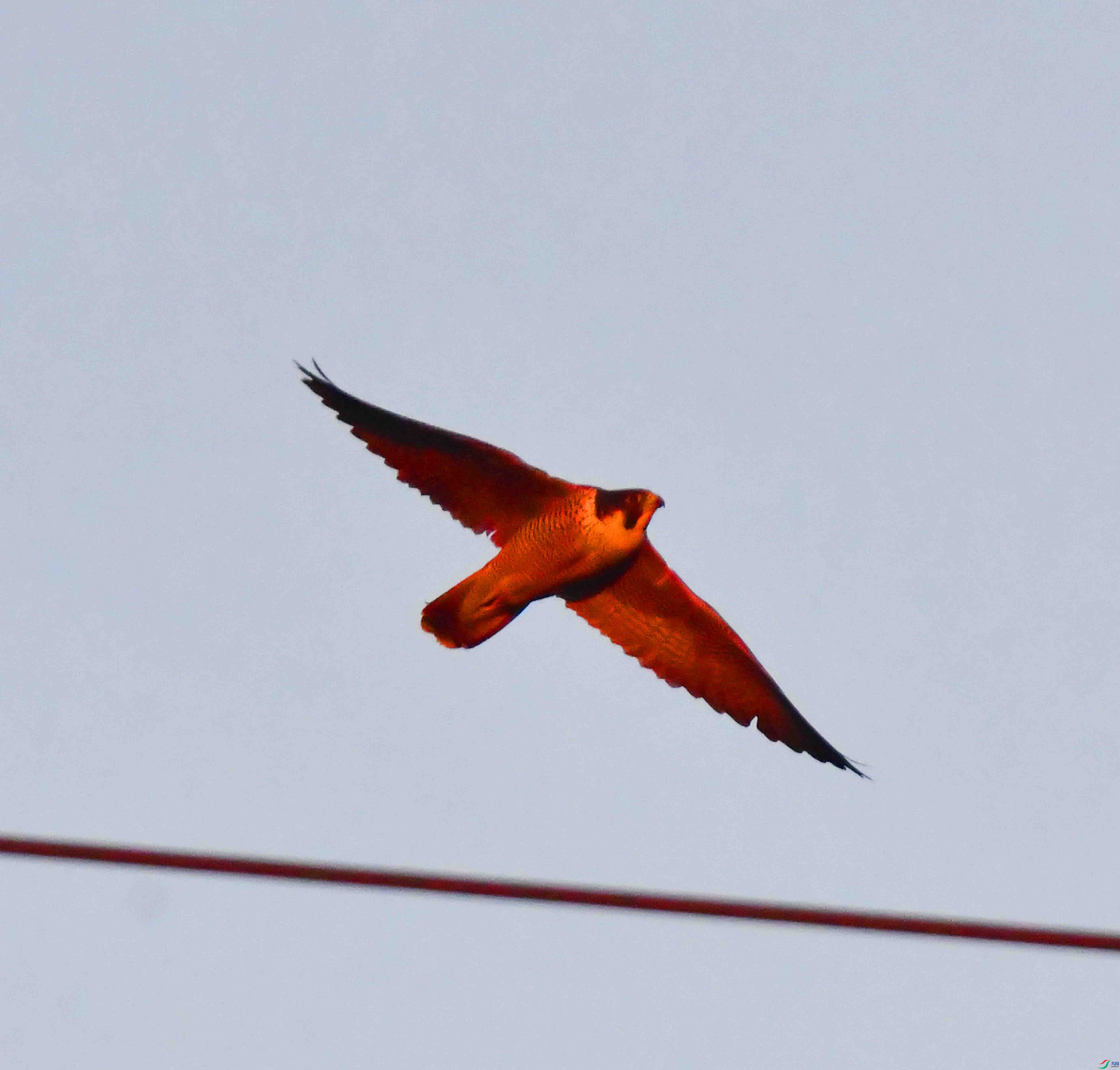 DSC_9571.JPG