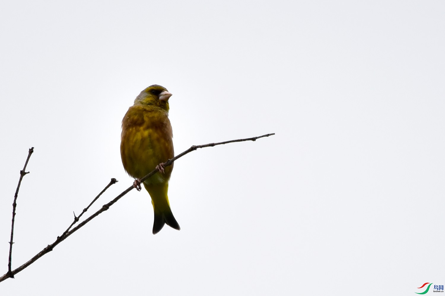 DSC_3335.JPG