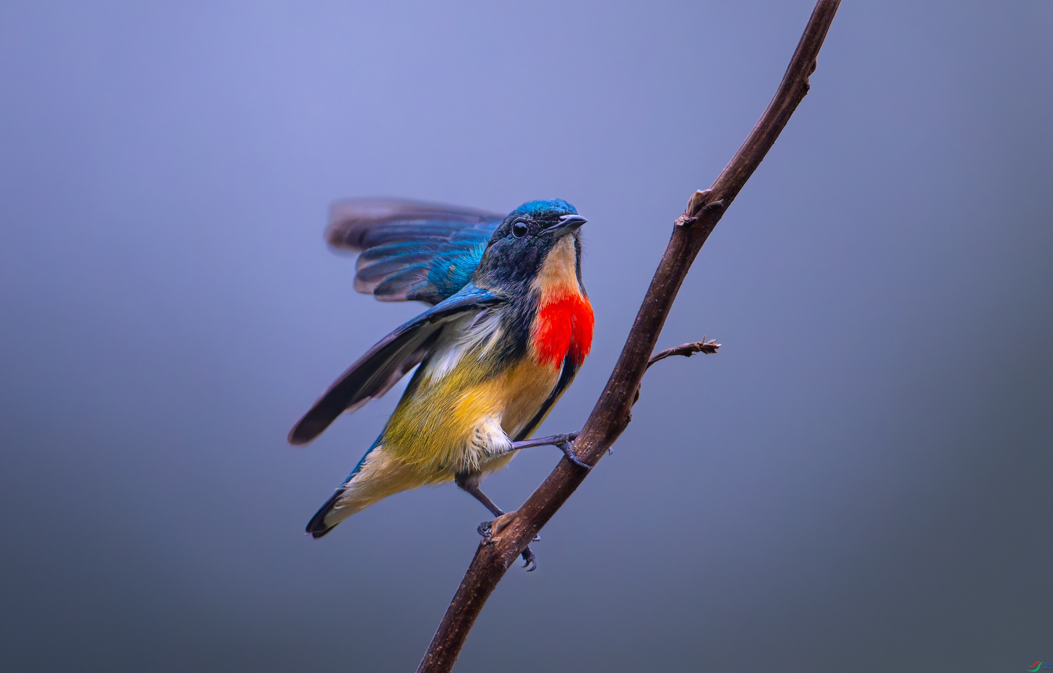 DSC_7358-DxO_DeepPRIME XD2s-2.jpg