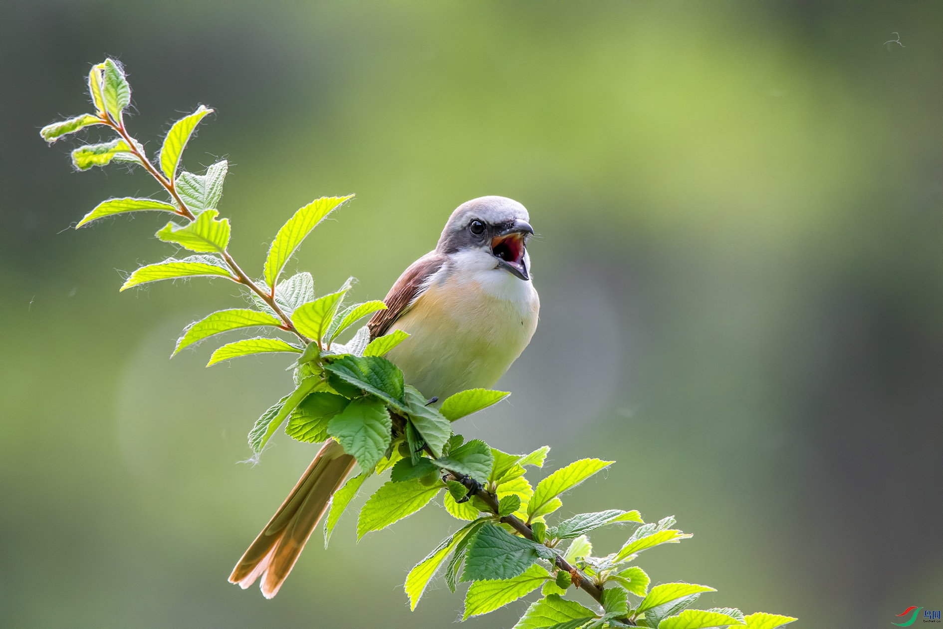 _DSC6288 ����.jpg