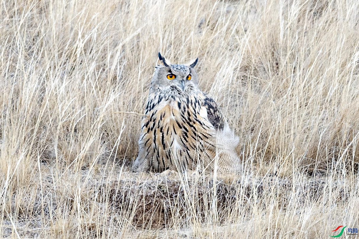 DSC_7694.jpg