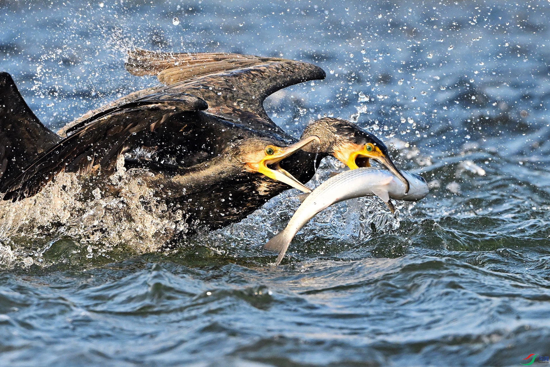 YFJ_2739 ����-1.jpg