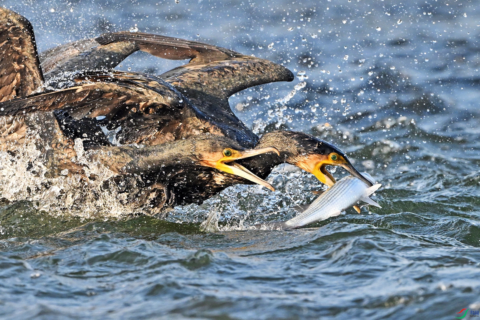 YFJ_2740 ����-01.jpg