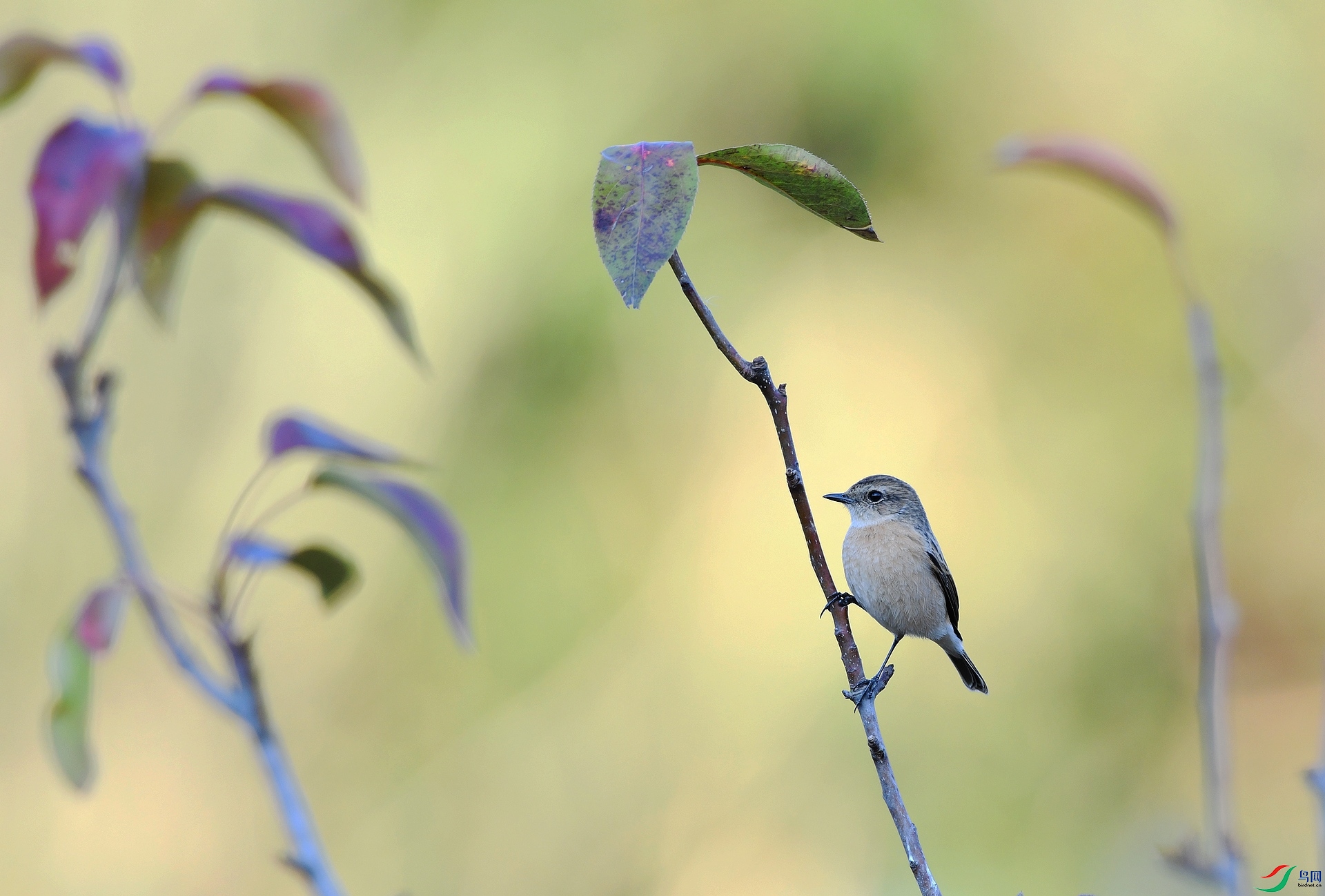 DSC_5224.jpg