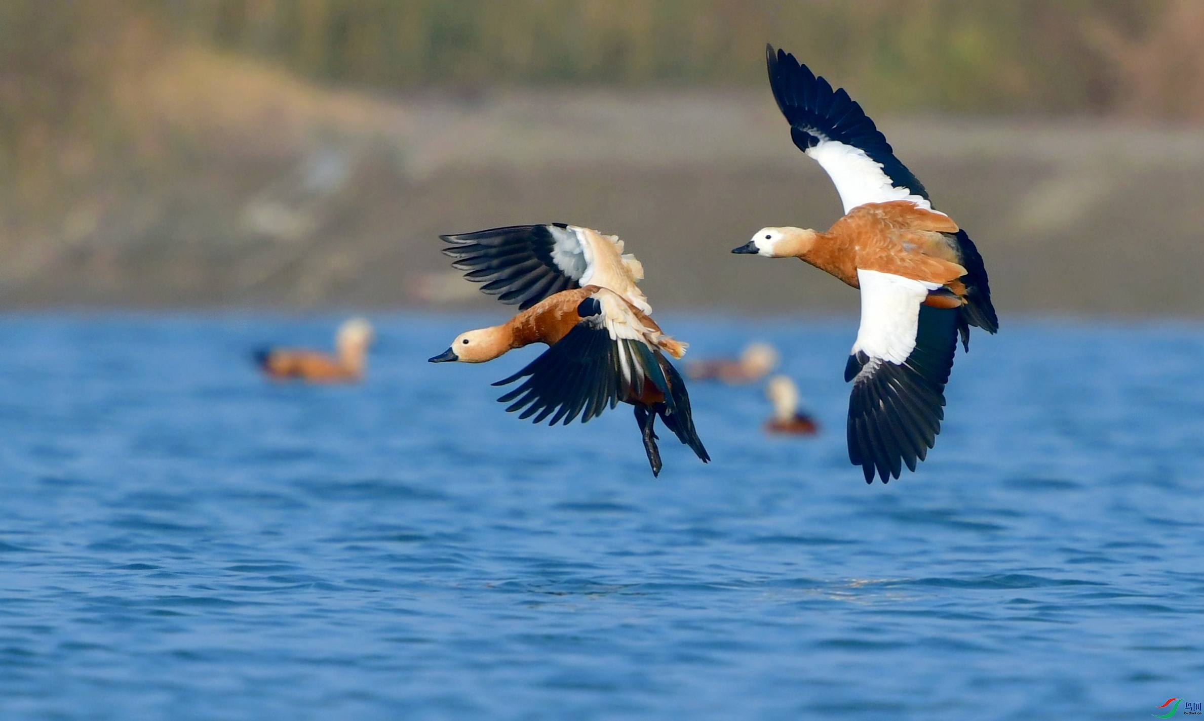 DSC_5864_conew4.jpg