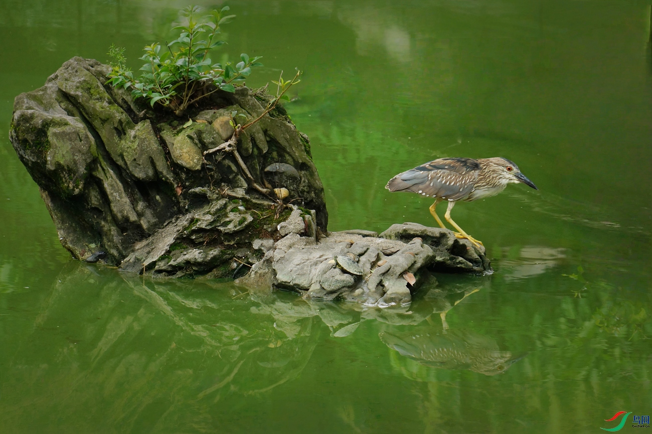 ��԰������ֻС������