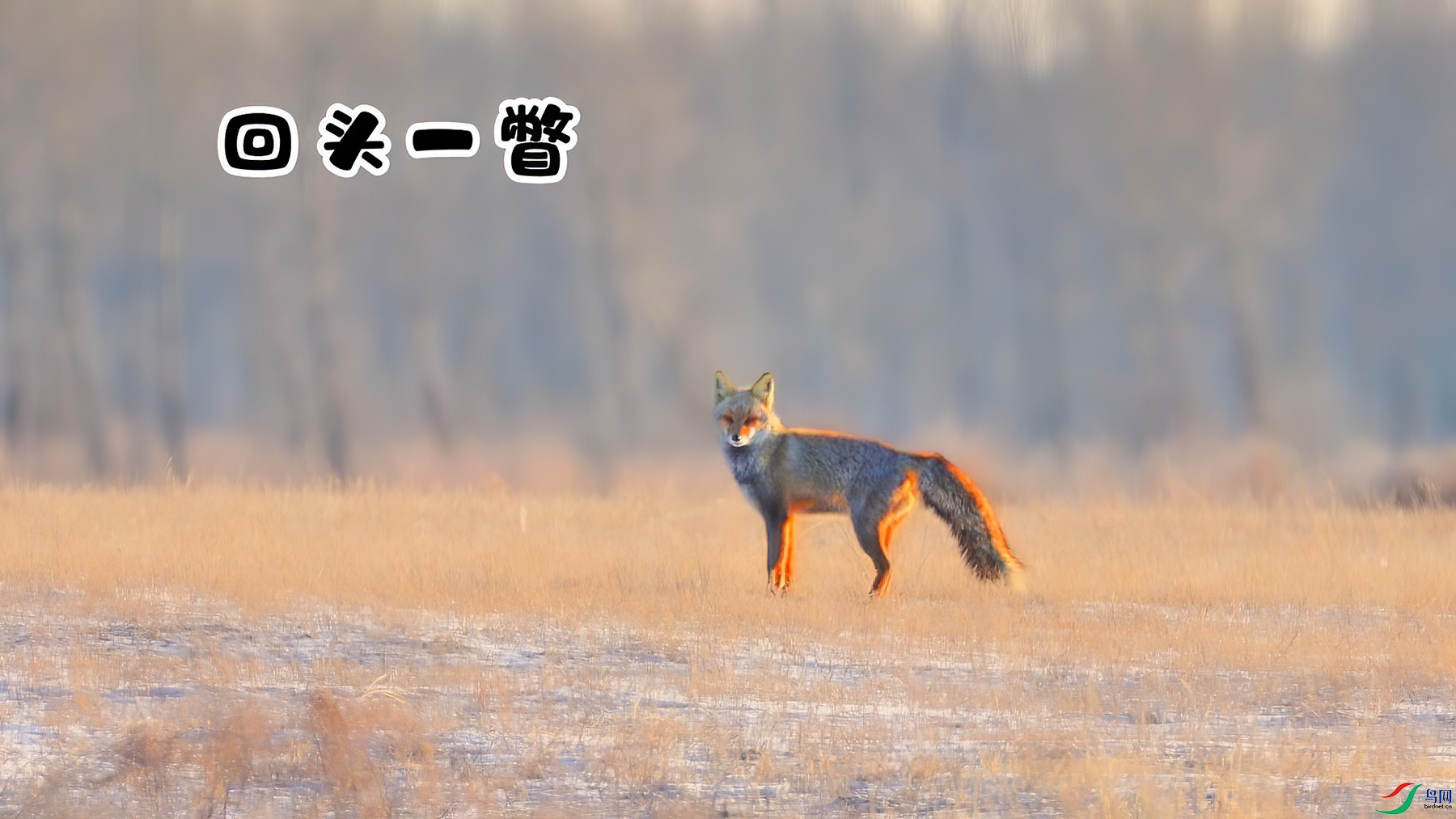 ��ͷһƳ-���� ����.jpg