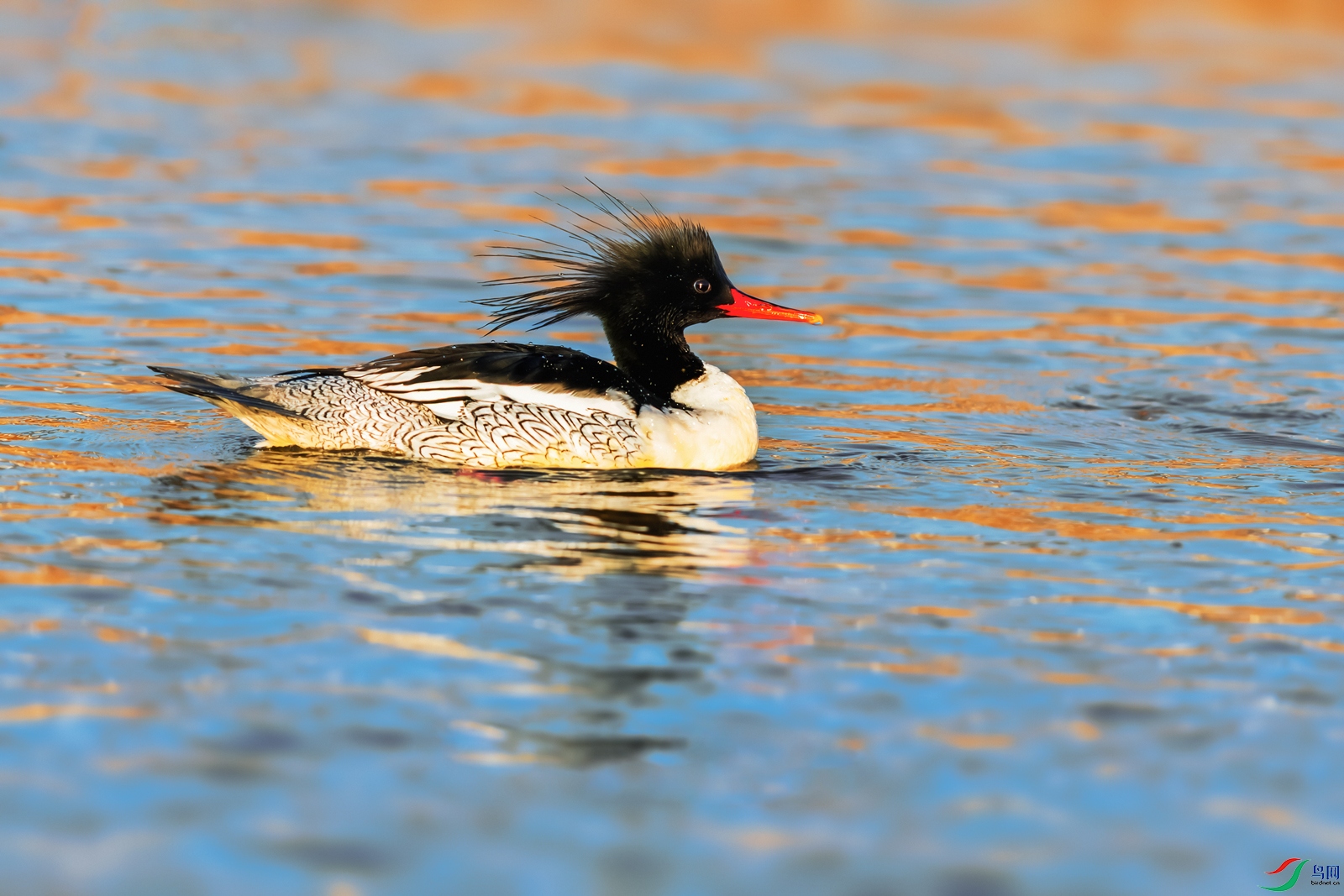 �л���ɳѼ----ī�ڸ������岨