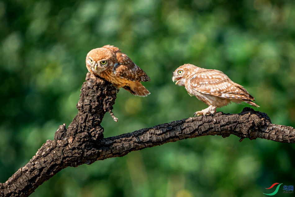 ������� ����-1.jpeg