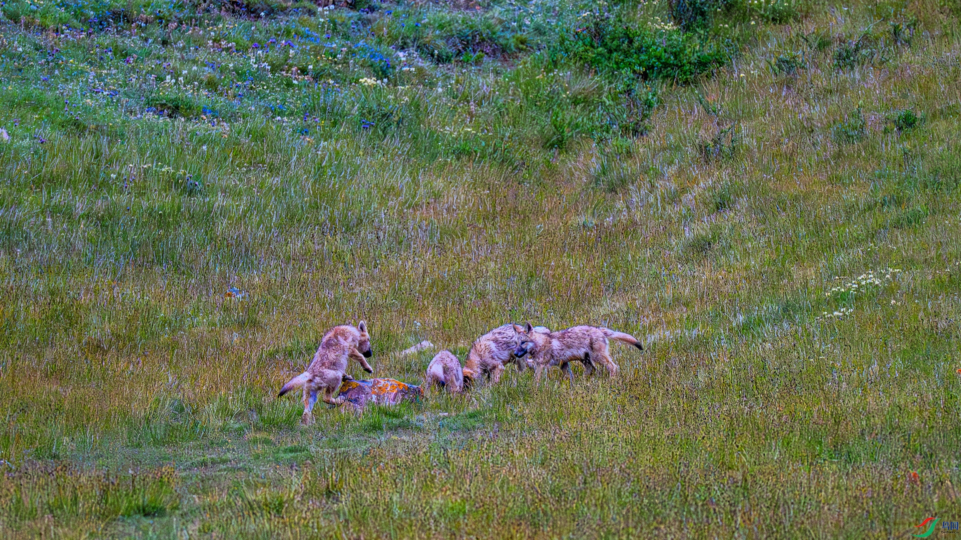 _DSC9219 ����_����_����.jpg