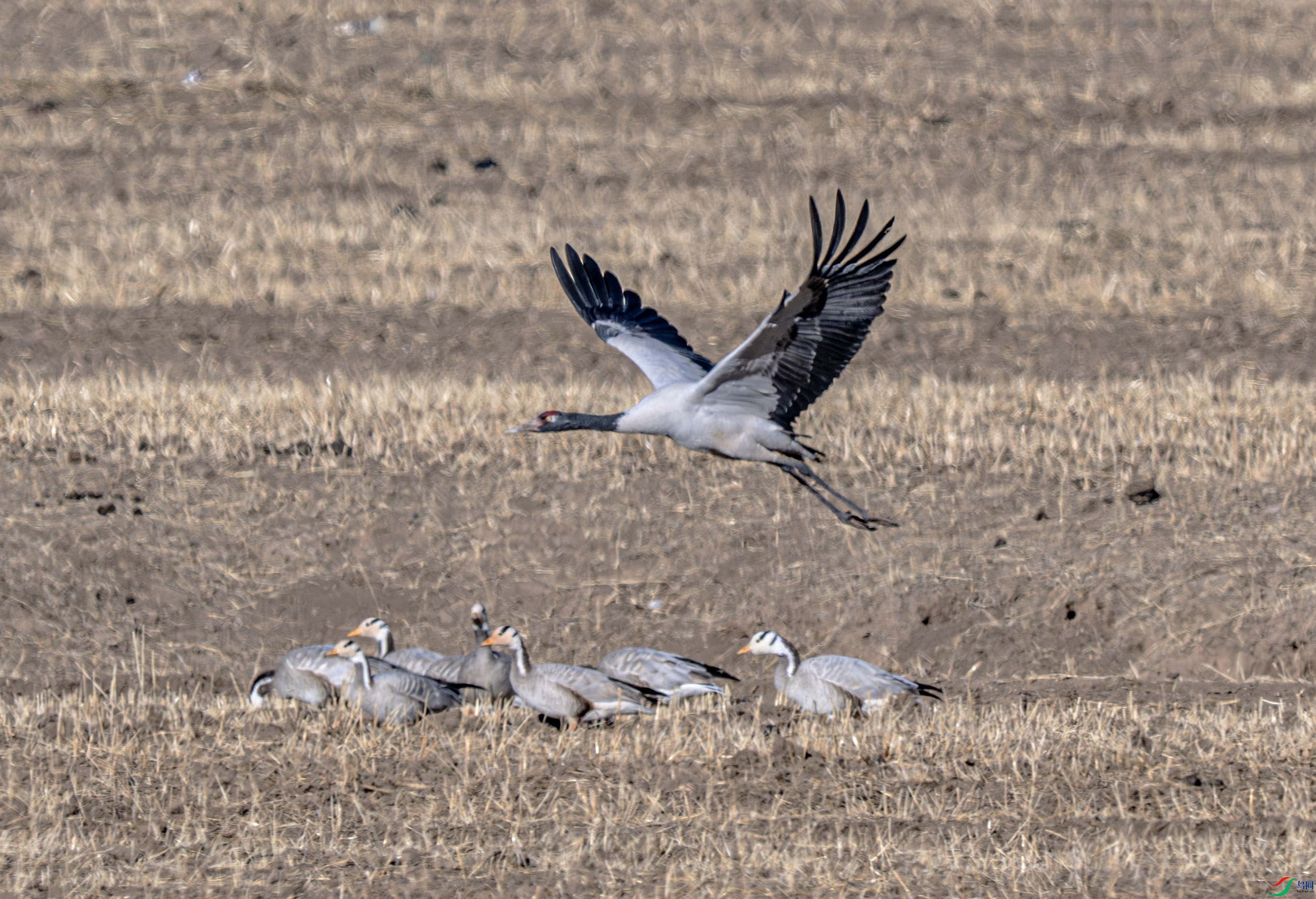 DSC_4621 ����.jpg