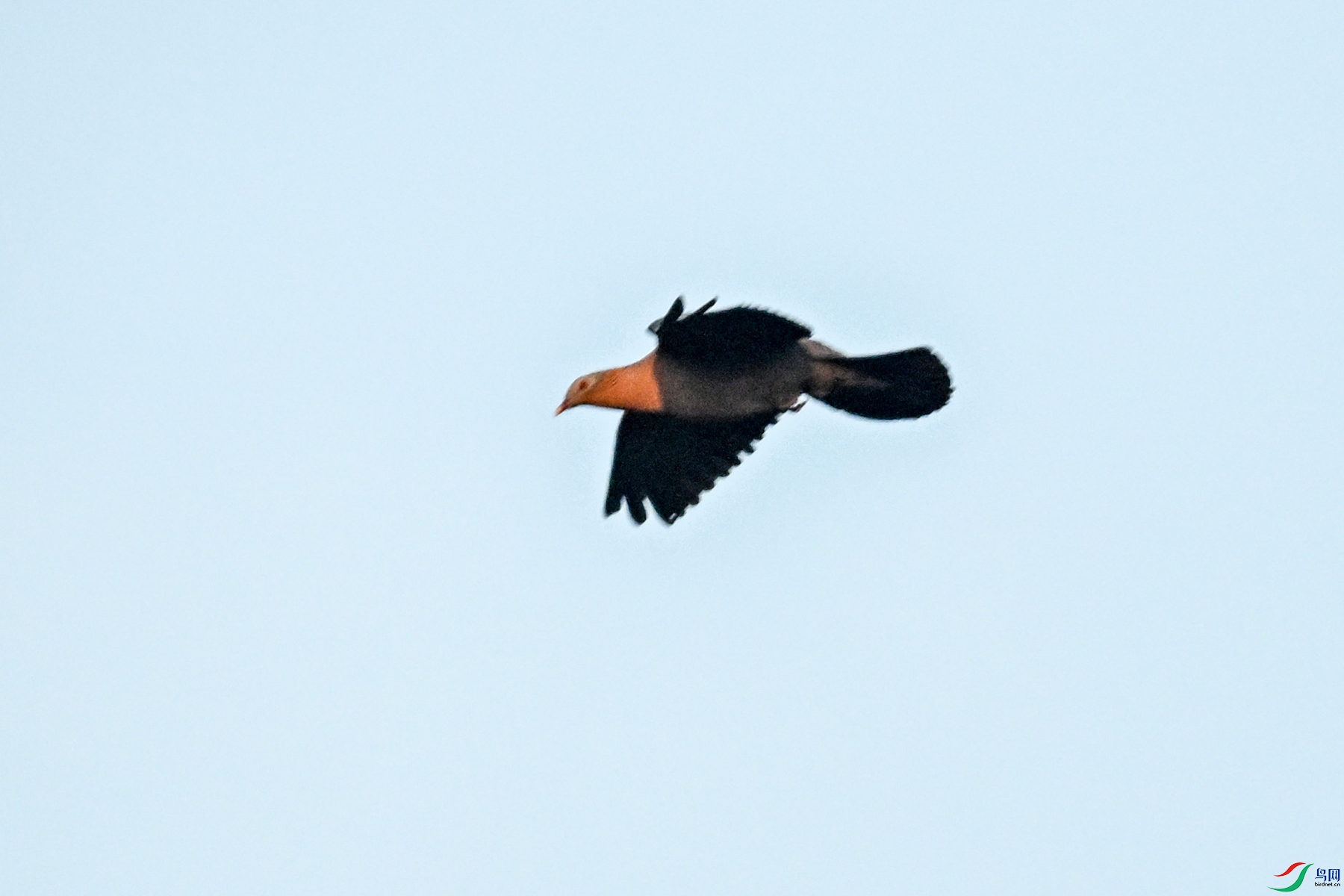 DSC_6051.JPG