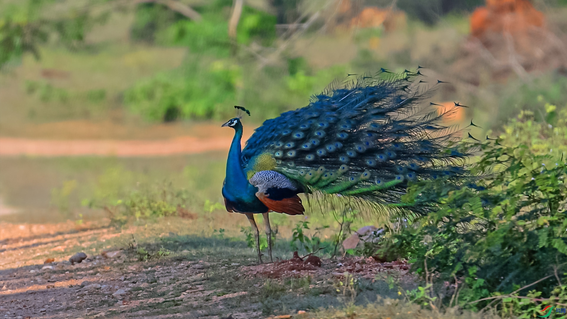 DSC_3926 ����.jpg