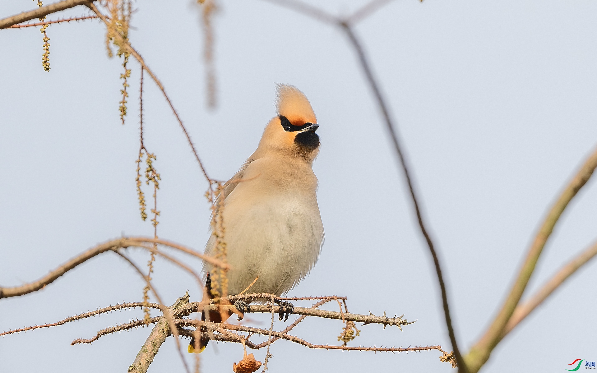 DSC_3852-����ǿ-NR ����.jpg