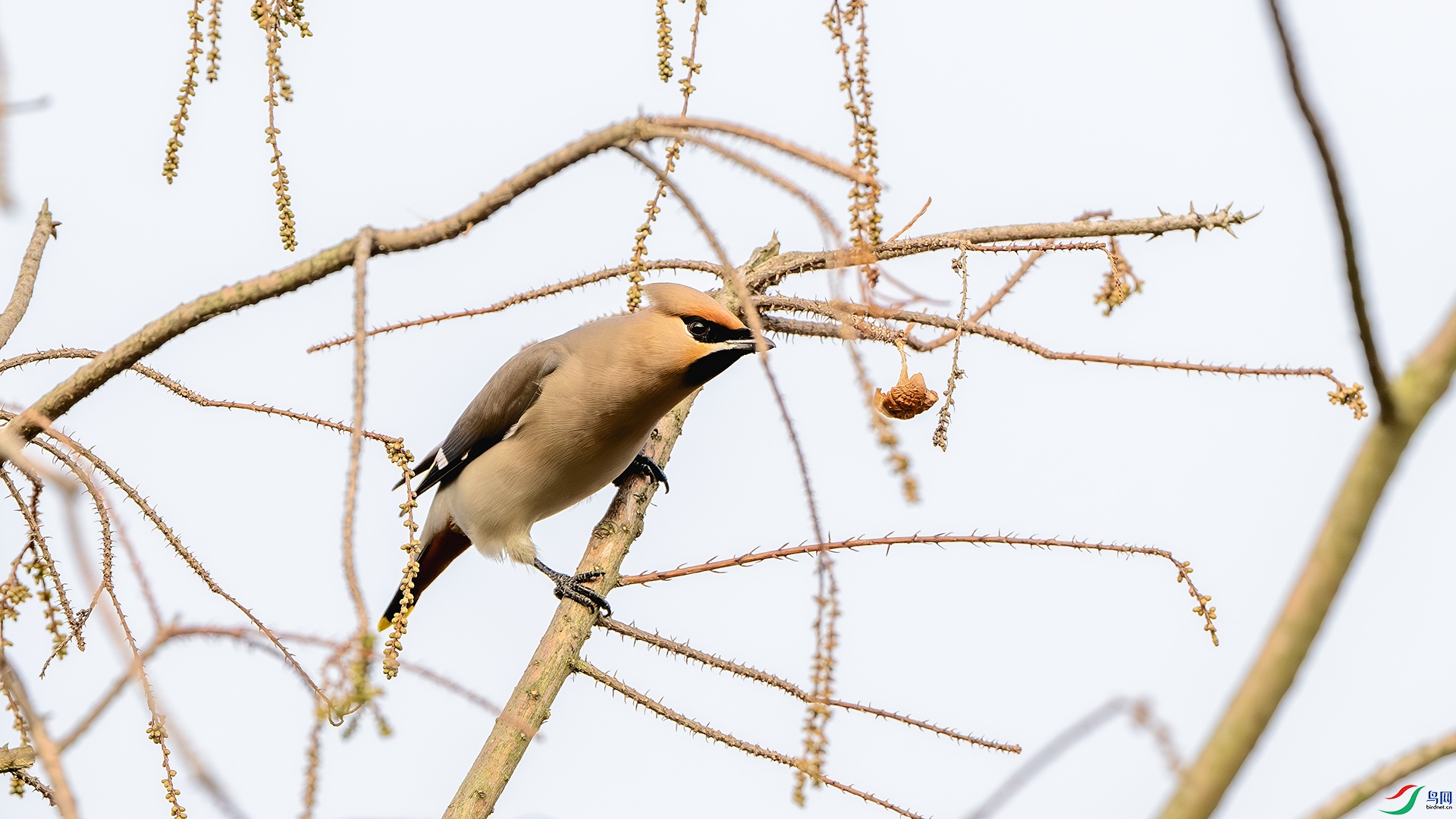 DSC_3827-����ǿ-NR ����.jpg