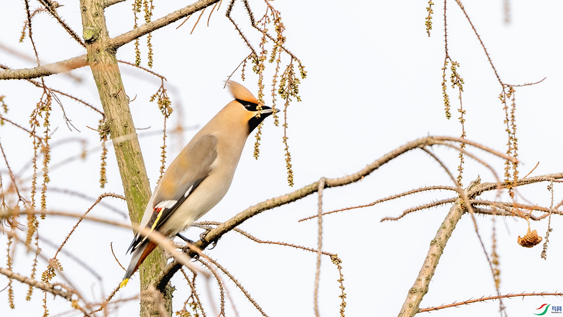 DSC_3811-����ǿ-NR ����.jpg
